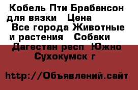 Кобель Пти Брабансон для вязки › Цена ­ 30 000 - Все города Животные и растения » Собаки   . Дагестан респ.,Южно-Сухокумск г.